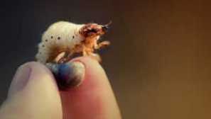 Koja je razlika između kabela od lipnja